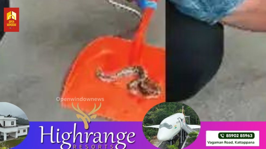 തളിപ്പറമ്പിലെ മൊബൈല്‍ ഷോപ്പില്‍ അപ്രതീക്ഷിത അതിഥി ; സ്ക്രീൻ കാര്‍ഡിന്റെ പശയില്‍ കുടുങ്ങി അണലി , മണിക്കൂറുകള്‍ നീണ്ട പരിശ്രമത്തിനൊടുവില്‍ പുറത്തെടുത്ത് വനംവകുപ്പിന്റെ റെസ്ക്യൂവര്‍