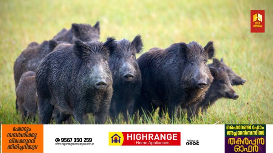 കാട്ടുപന്നി ശല്യം; കൂടുതല്‍ ഷൂട്ടര്‍മാരെ നിയോഗിക്കാൻ വനം വകുപ്പ് മന്ത്രിയുടെ നിര്‍ദേശം