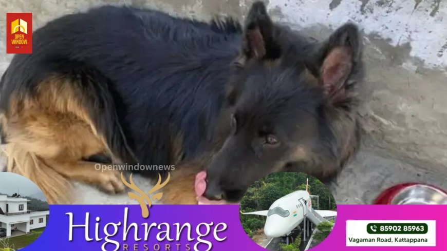 വെടിയേറ്റിട്ടും കുലുങ്ങിയില്ല; കിഷ്ത്വാറില്‍ 3 ഭീകരരെ വധിക്കാൻ വഴികാട്ടിയായി ധീരനായ 'ടൈസണ്‍