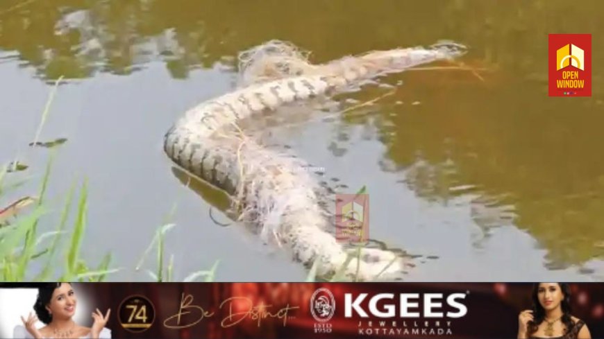 പെരിയാറില്‍ നാലു പെരുമ്പാമ്പുകളെ ചത്തനിലയില്‍ കണ്ടെത്തി