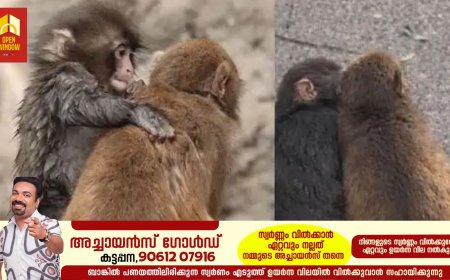 അവന്‍ ഇനി ഒറ്റയ്ക്കല്ല! പഞ്ചിന് കൂട്ടായി മോമോ ചാന്‍, മനം കവരും ഈ ചിത്രങ്ങള്‍