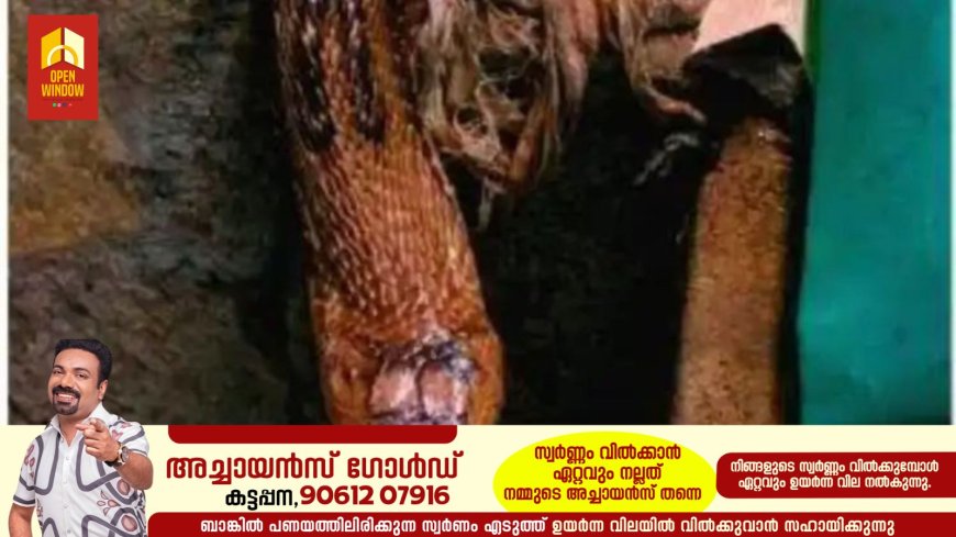 അങ്കണവാടിയില്‍ എട്ടടിയോളം നീളമുള്ള മൂര്‍ഖന്‍; പാത്രങ്ങള്‍ക്കിടയില്‍ പത്തിവിരിച്ച നിലയില്‍ കണ്ടത് ഹെല്‍പ്പര്‍
