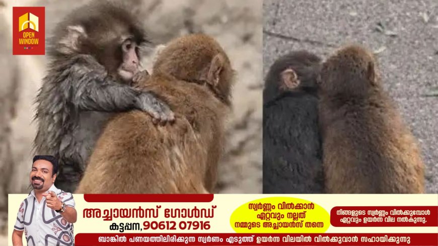 അവന്‍ ഇനി ഒറ്റയ്ക്കല്ല! പഞ്ചിന് കൂട്ടായി മോമോ ചാന്‍, മനം കവരും ഈ ചിത്രങ്ങള്‍