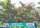 മറയൂര്‍ മലനിരകളില്‍ വേനല്‍പഴങ്ങള്‍ പാകമാകാൻ തുടങ്ങി