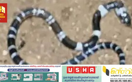 കൊടുംചൂടില്‍ പാമ്പുകള്‍ നിങ്ങളുടെ വീട്ടിലുമെത്താം; കരുതിയിരിക്കുക