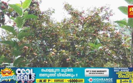 മറയൂര്‍ മലനിരകളില്‍ വേനല്‍പഴങ്ങള്‍ പാകമാകാൻ തുടങ്ങി