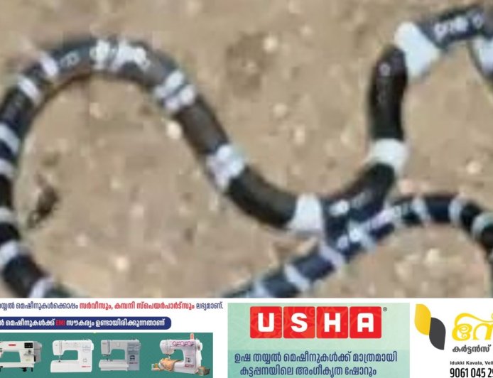 കൊടുംചൂടില്‍ പാമ്പുകള്‍ നിങ്ങളുടെ വീട്ടിലുമെത്താം; കരുതിയിരിക്കുക