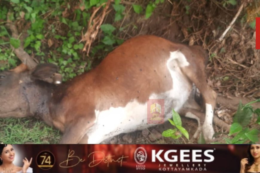 മറയൂരില്‍ ജനവാസ മേഖലയില്‍ വന്യജീവിയാക്രമണം തുടരുന്നു