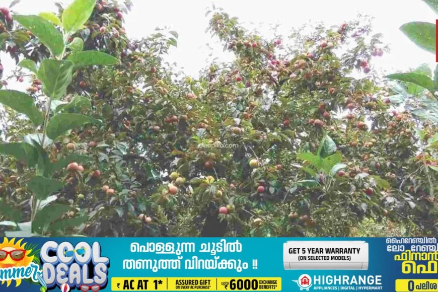 മറയൂര്‍ മലനിരകളില്‍ വേനല്‍പഴങ്ങള്‍ പാകമാകാൻ തുടങ്ങി