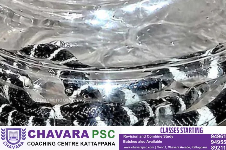 പാമ്പു കടിയേറ്റു മരിച്ച അൽജോയുടെ വീട്ടിൽ നാലാം ദിനവും പാമ്പ്; ഒന്നല്ല, രണ്ട്; വീടിന്റെ തറ പൊളിക്കും