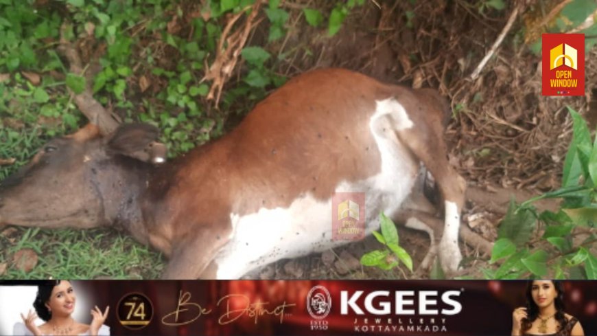 മറയൂരില്‍ ജനവാസ മേഖലയില്‍ വന്യജീവിയാക്രമണം തുടരുന്നു