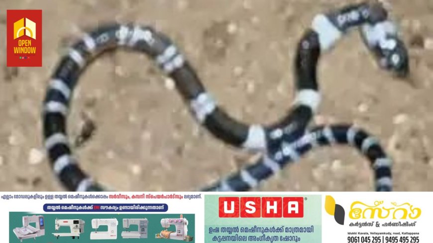 കൊടുംചൂടില്‍ പാമ്പുകള്‍ നിങ്ങളുടെ വീട്ടിലുമെത്താം; കരുതിയിരിക്കുക