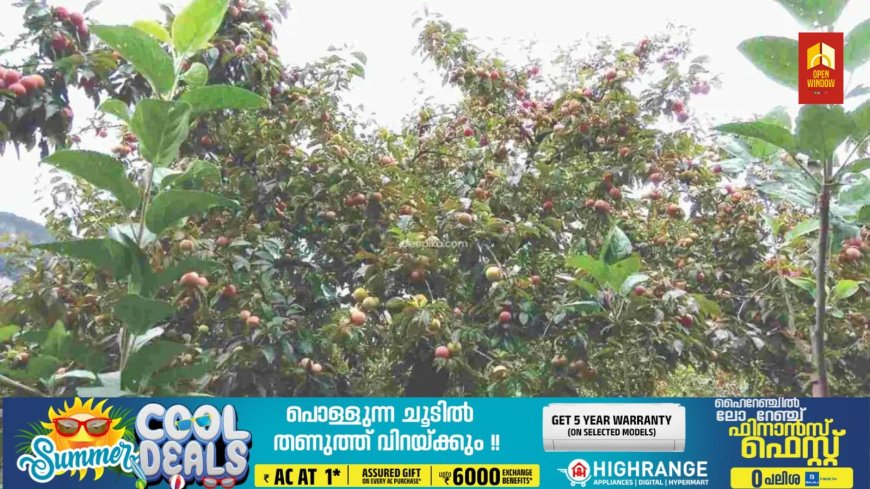 മറയൂര്‍ മലനിരകളില്‍ വേനല്‍പഴങ്ങള്‍ പാകമാകാൻ തുടങ്ങി