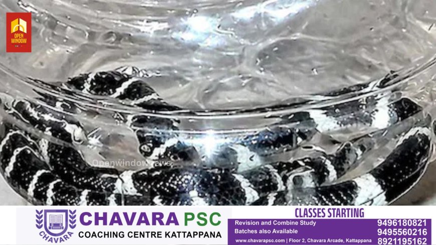 പാമ്പു കടിയേറ്റു മരിച്ച അൽജോയുടെ വീട്ടിൽ നാലാം ദിനവും പാമ്പ്; ഒന്നല്ല, രണ്ട്; വീടിന്റെ തറ പൊളിക്കും