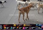 മനുഷ്യ ജീവന് ഭീഷണിയാകുന്ന നായ്ക്കളെ കൊല്ലാം; നിർണായക ഉത്തരവുമായി സുപ്രീം കോടതി