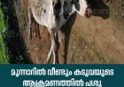 മൂന്നാറിൽ വീണ്ടും കടുവയുടെ ആക്രമണത്തിൽ പശു കൊല്ലപ്പെട്ടു