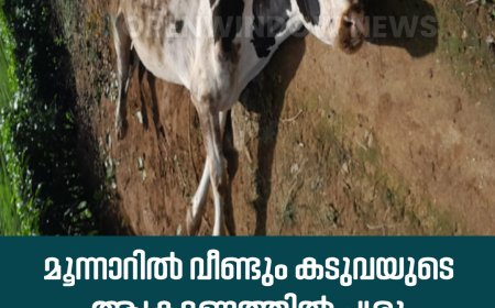 മൂന്നാറിൽ വീണ്ടും കടുവയുടെ ആക്രമണത്തിൽ പശു കൊല്ലപ്പെട്ടു