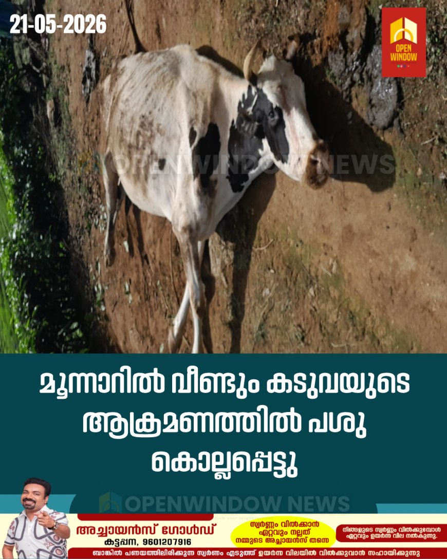 മൂന്നാറിൽ വീണ്ടും കടുവയുടെ ആക്രമണത്തിൽ പശു കൊല്ലപ്പെട്ടു