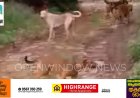 കട്ടപ്പനയിൽ തെരുവ്നായ ശല്യം രൂക്ഷം.
വിദ്യാലയത്തിലേക്കുള്ള  വഴി ഭീതിയുടെ വഴിയാകരുത്; കട്ടപ്പന സർക്കിൾ ജംഗ്ഷൻ റെസിഡന്റ് അസോസിയേഷൻ.