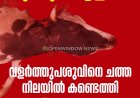 ചിന്നക്കനാല്‍ ഈട്ടിത്തേരിയില്‍ കടുവയുടെ ആക്രമണം; വളര്‍ത്തുപശുവിനെ ചത്ത നിലയില്‍ കണ്ടെത്തി