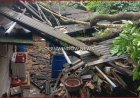 മണിയാറന്‍കുടിയില്‍ ശക്തമായ മഴയില്‍ മരം കടപുഴകി വീണ് വീട് ഭാഗികമായി തകര്‍ന്നു