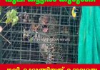 പീരുമേട് ഗ്രാമ്പിയിൽ കടുവക്ക് വച്ച കൂട്ടിൽ പുലി കുടുങ്ങി.