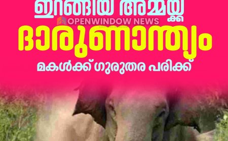 ഇടുക്കിയിൽ കാട്ടാന ആക്രമണം: മകളെ സ്കൂളിൽ വിടാൻ ഇറങ്ങിയ അമ്മയ്ക്ക് ദാരുണാന്ത്യം; മകൾക്ക് ഗുരുതര പരിക്ക്