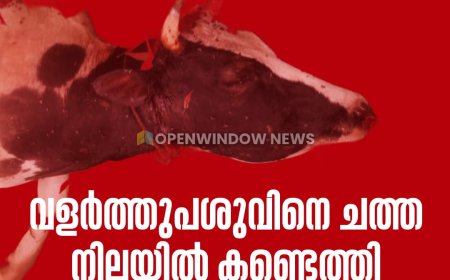ചിന്നക്കനാല്‍ ഈട്ടിത്തേരിയില്‍ കടുവയുടെ ആക്രമണം; വളര്‍ത്തുപശുവിനെ ചത്ത നിലയില്‍ കണ്ടെത്തി