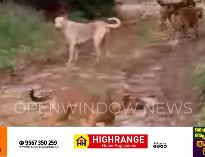 കട്ടപ്പനയിൽ തെരുവ്നായ ശല്യം രൂക്ഷം.
വിദ്യാലയത്തിലേക്കുള്ള  വഴി ഭീതിയുടെ വഴിയാകരുത്; കട്ടപ്പന സർക്കിൾ ജംഗ്ഷൻ റെസിഡന്റ് അസോസിയേഷൻ.