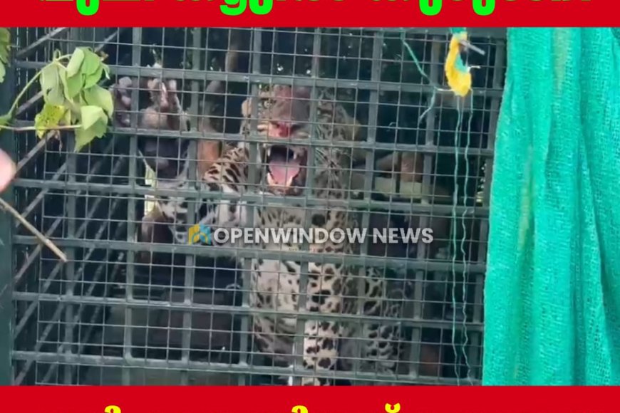 പീരുമേട് ഗ്രാമ്പിയിൽ കടുവക്ക് വച്ച കൂട്ടിൽ പുലി കുടുങ്ങി.