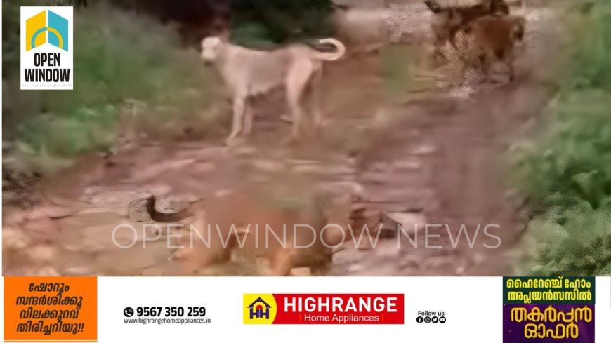 കട്ടപ്പനയിൽ തെരുവ്നായ ശല്യം രൂക്ഷം.
വിദ്യാലയത്തിലേക്കുള്ള  വഴി ഭീതിയുടെ വഴിയാകരുത്; കട്ടപ്പന സർക്കിൾ ജംഗ്ഷൻ റെസിഡന്റ് അസോസിയേഷൻ.