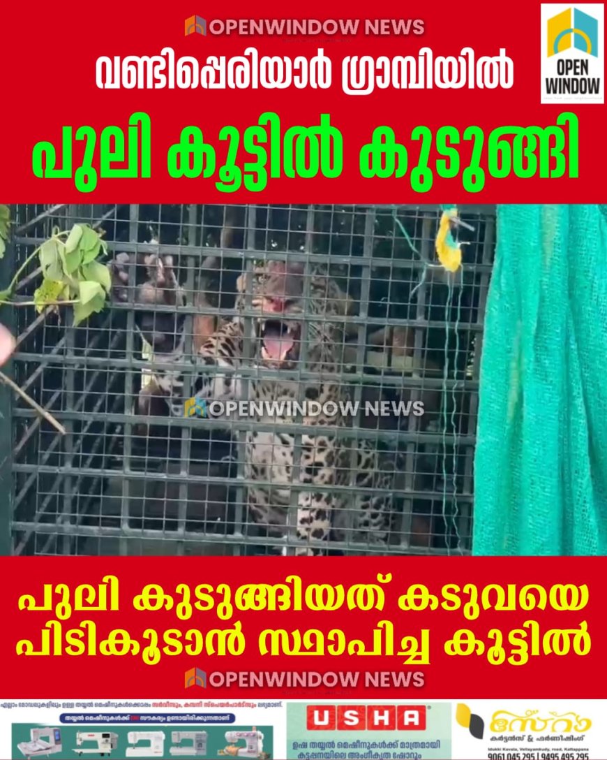 പീരുമേട് ഗ്രാമ്പിയിൽ കടുവക്ക് വച്ച കൂട്ടിൽ പുലി കുടുങ്ങി.