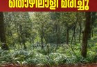 ചക്കുപള്ളം മാങ്കവലയില്‍ ഏലതോട്ടത്തില്‍ മരം വീണ് തൊഴിലാളി മരിച്ചു;  മരിച്ചത്  തമിഴ്‌നാട് ഗൂഡല്ലൂര്‍ സ്വദേശി പെരുമായി