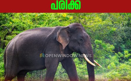 കാട്ടാന ആക്രമണത്തില്‍ വനം വകുപ്പ് ഉദ്യോഗസ്ഥന് പരിക്ക്.