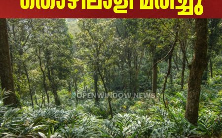 ചക്കുപള്ളം മാങ്കവലയില്‍ ഏലതോട്ടത്തില്‍ മരം വീണ് തൊഴിലാളി മരിച്ചു;  മരിച്ചത്  തമിഴ്‌നാട് ഗൂഡല്ലൂര്‍ സ്വദേശി പെരുമായി