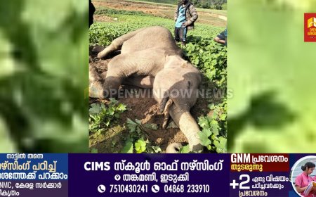 ചിന്നക്കനാലില്‍ ഏഴ് വയസ്സുളള കുട്ടിക്കൊമ്പന്‍ ചെരിഞ്ഞു