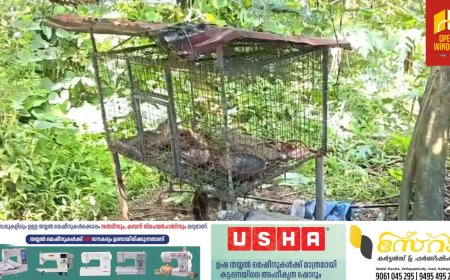 കട്ടപ്പന വെട്ടിക്കുഴകവലയിൽ വളർത്ത് കോഴികൾ അജ്ഞാത ജീവിയുടെ ആക്രണത്തിൽ കൊല്ലപ്പെട്ടു.