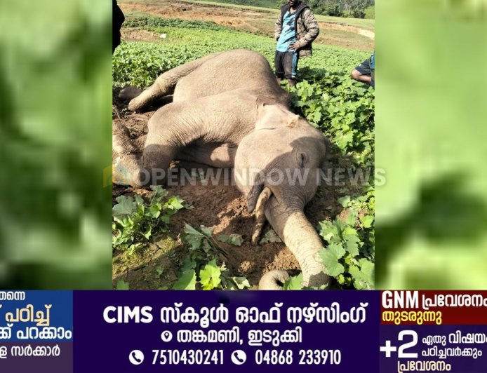 ചിന്നക്കനാലില്‍ ഏഴ് വയസ്സുളള കുട്ടിക്കൊമ്പന്‍ ചെരിഞ്ഞു