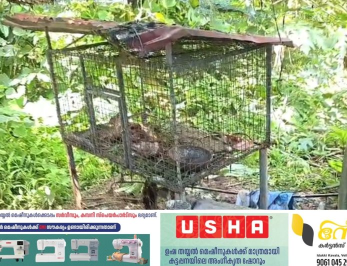 കട്ടപ്പന വെട്ടിക്കുഴകവലയിൽ വളർത്ത് കോഴികൾ അജ്ഞാത ജീവിയുടെ ആക്രണത്തിൽ കൊല്ലപ്പെട്ടു.
