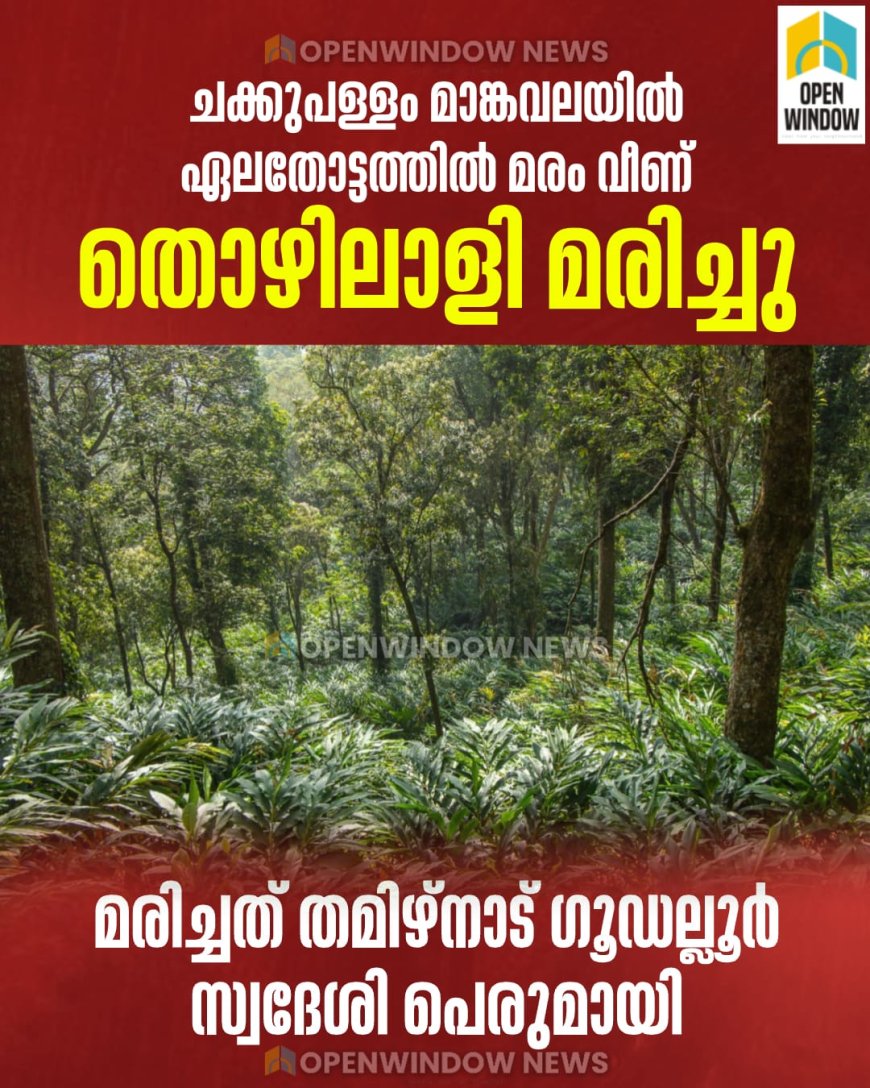 ചക്കുപള്ളം മാങ്കവലയില്‍ ഏലതോട്ടത്തില്‍ മരം വീണ് തൊഴിലാളി മരിച്ചു;  മരിച്ചത്  തമിഴ്‌നാട് ഗൂഡല്ലൂര്‍ സ്വദേശി പെരുമായി
