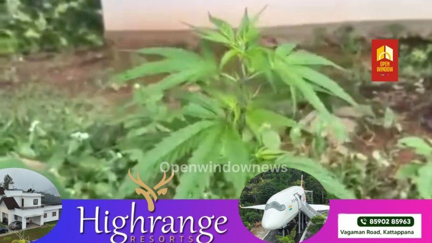 വണ്ടിപ്പെരിയാർ വാളാർടിഎസ്റ്റേറ്റ് ലയത്തിന് സമീപം കഞ്ചാവ് ചെടി കണ്ടെത്തി ;  ലയത്തിന് സമീപം വ്യത്യസ്തമായ ചെടി നില്‍ക്കുന്നത് കണ്ട മുൻ പഞ്ചായത്ത്‌ മെമ്പർ കെ മാരിയപ്പൻ ചെടിയുടെ ഫോട്ടോ ഗൂഗിളില്‍ പരിശോധിച്ചപ്പോഴാണ് കഞ്ചാവെന്ന് ബോദ്ധ്യപ്പെട്ടത്.