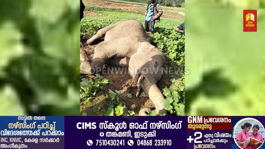 ചിന്നക്കനാലില്‍ ഏഴ് വയസ്സുളള കുട്ടിക്കൊമ്പന്‍ ചെരിഞ്ഞു