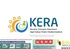 റബ്ബർ മേഖലയ്ക്ക് പ്രതീക്ഷയായി ‘കേര പദ്ധതി’; ഹെക്ടറിന് 75,000 രൂപ പുനർനടീൽ സഹായം.കർഷകർക്ക് കൂടുതൽ നേട്ടം ഉറപ്പാക്കി സർക്കാർ; 30,000 ഹെക്ടറിൽ പുതുനടീൽ, 50,000ത്തോളം കർഷകർക്ക് നേരിട്ട് ആനുകൂല്യം