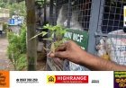 കട്ടപ്പന നിർമ്മലാസിറ്റിയിൽ റോഡരികിൽ കഞ്ചാവ് ചെടികൾ കണ്ടെത്തി