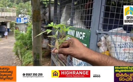 കട്ടപ്പന നിർമ്മലാസിറ്റിയിൽ റോഡരികിൽ കഞ്ചാവ് ചെടികൾ കണ്ടെത്തി