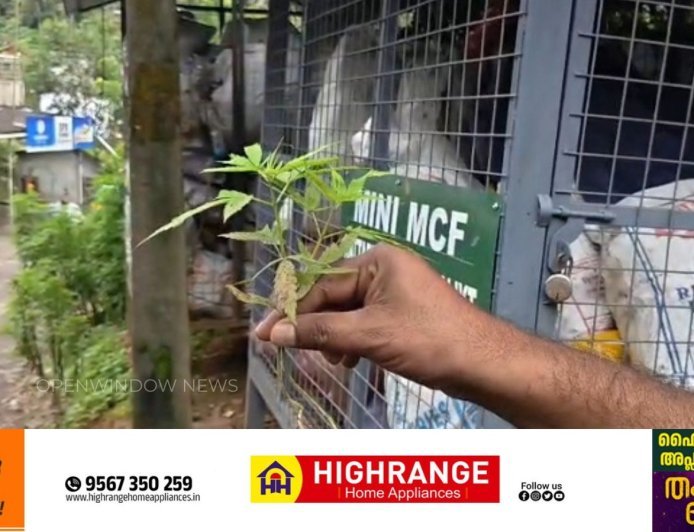 കട്ടപ്പന നിർമ്മലാസിറ്റിയിൽ റോഡരികിൽ കഞ്ചാവ് ചെടികൾ കണ്ടെത്തി