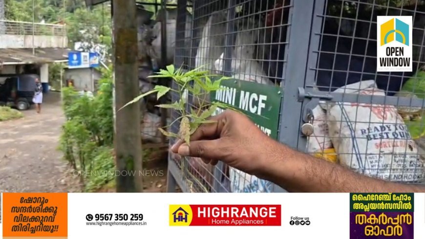 കട്ടപ്പന നിർമ്മലാസിറ്റിയിൽ റോഡരികിൽ കഞ്ചാവ് ചെടികൾ കണ്ടെത്തി