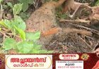 കട്ടപ്പ ഇരുപതേക്കർ - വള്ളക്കടവ് റോഡിൽ കാട്ടുപന്നി ശല്യം രൂക്ഷം.