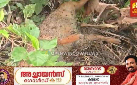 കട്ടപ്പ ഇരുപതേക്കർ - വള്ളക്കടവ് റോഡിൽ കാട്ടുപന്നി ശല്യം രൂക്ഷം.