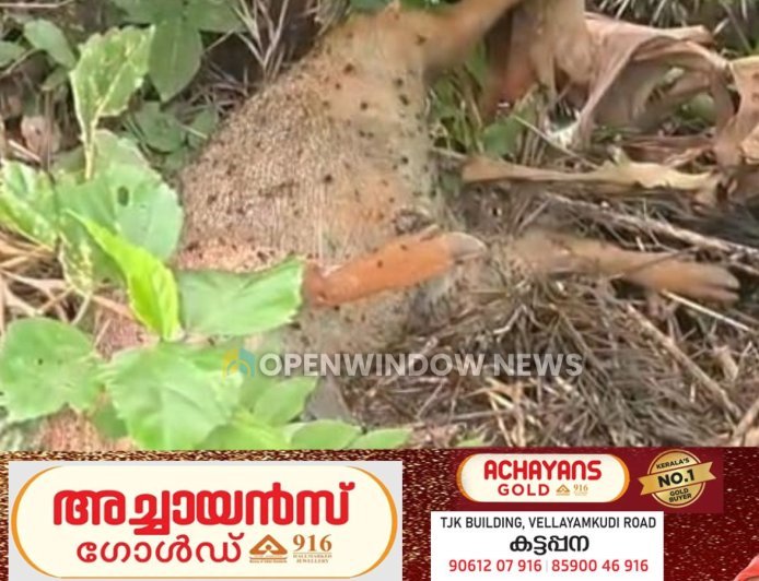 കട്ടപ്പ ഇരുപതേക്കർ - വള്ളക്കടവ് റോഡിൽ കാട്ടുപന്നി ശല്യം രൂക്ഷം.